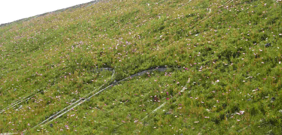 半干旱區生態(tài)護坡多樣性植物播種配方選擇